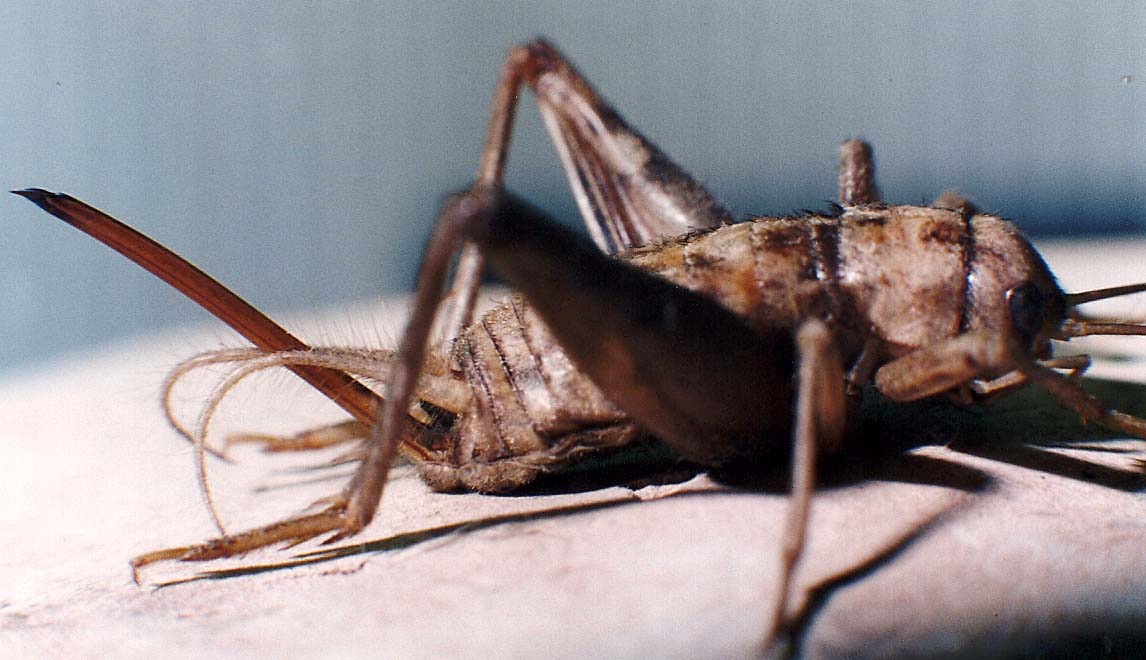Grillo da identificare: cfr. Gryllomorpha dalmatina