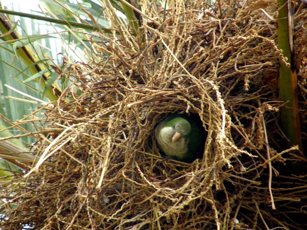 Chiassoso condominio alle Canarie