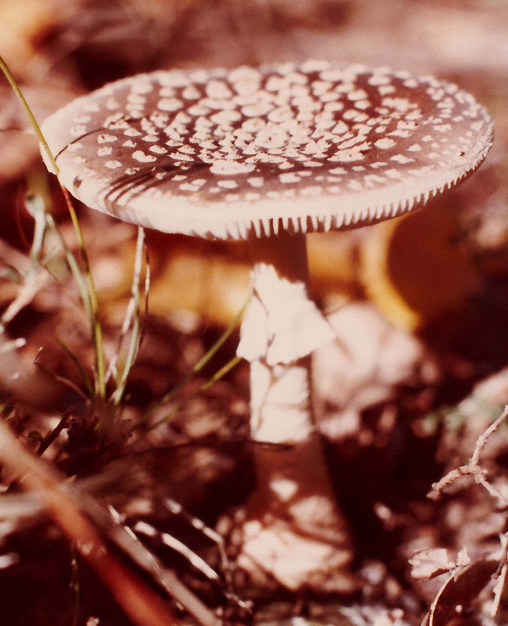 Amanita pantherina?