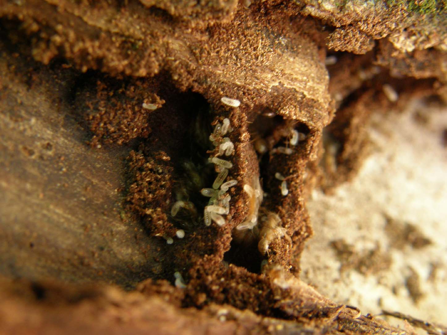 Formicaio nel tronco di un albero - Lasius emarginatus
