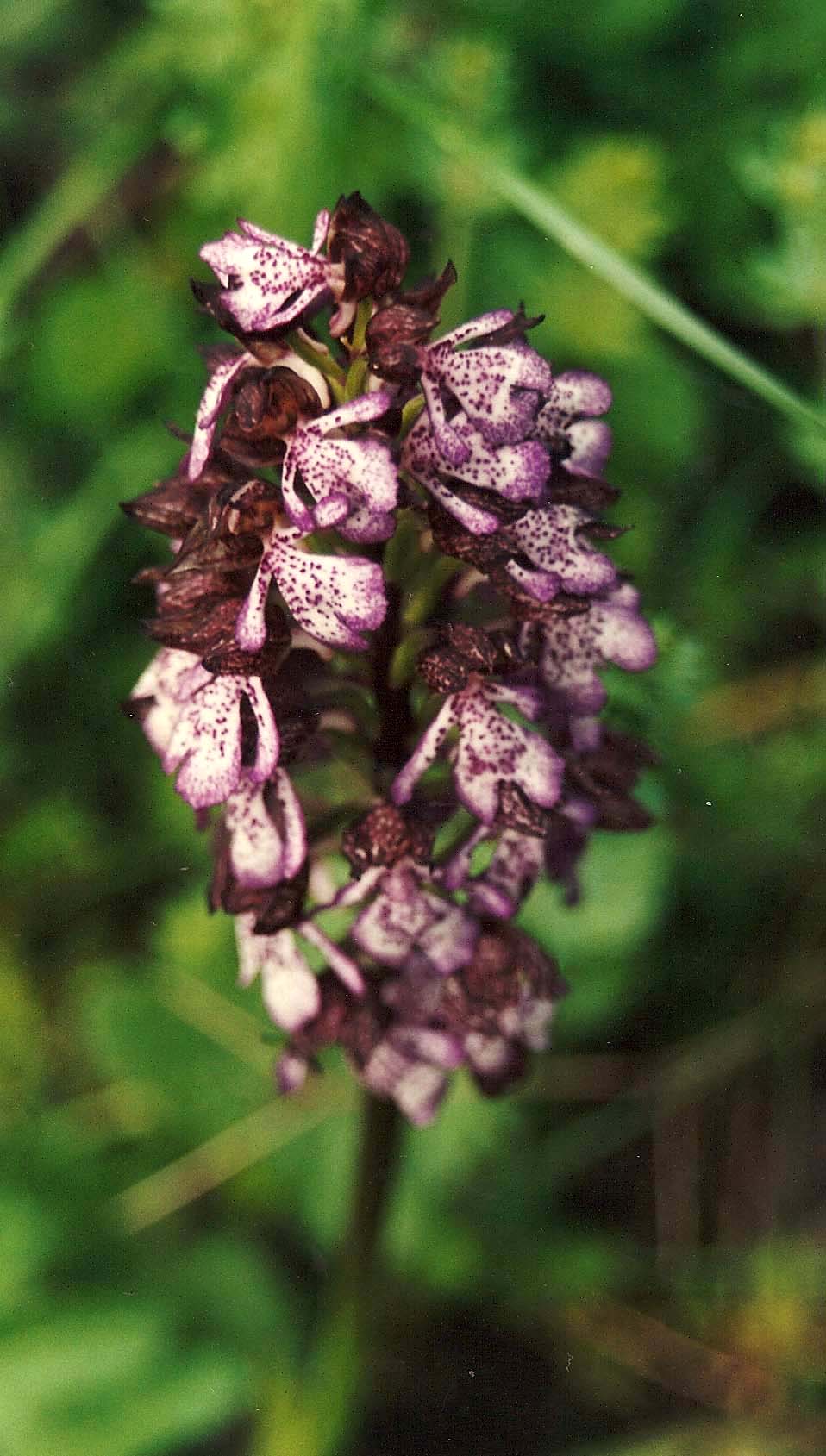 Orchidee abruzzesi