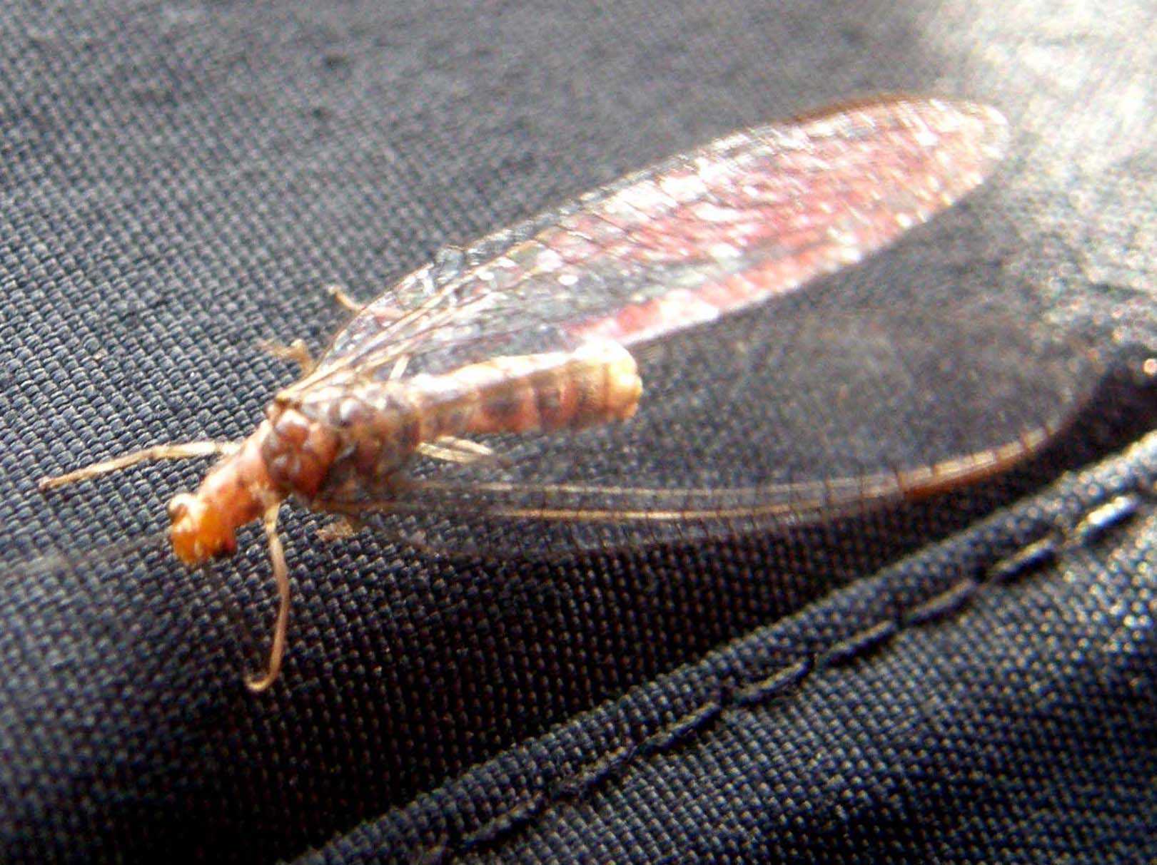 Nothochrysa capitata (Chrysopidae)