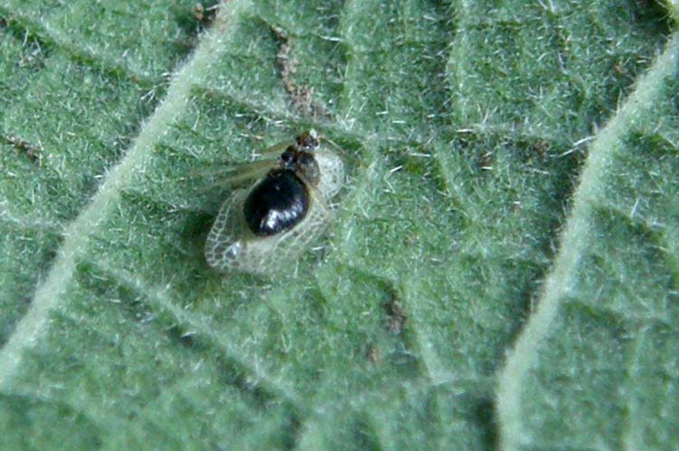 Tingidae da identificare:  Corythucha ciliata