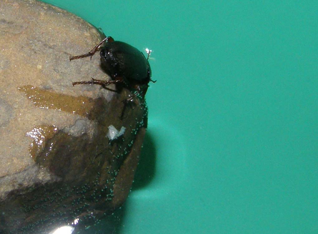 Piccolo Carabidae da identificare - Harpalus affinis