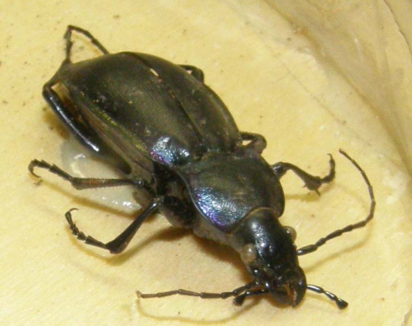 Carabo da identificare: Carabus (Megodontus) germarii fiorii