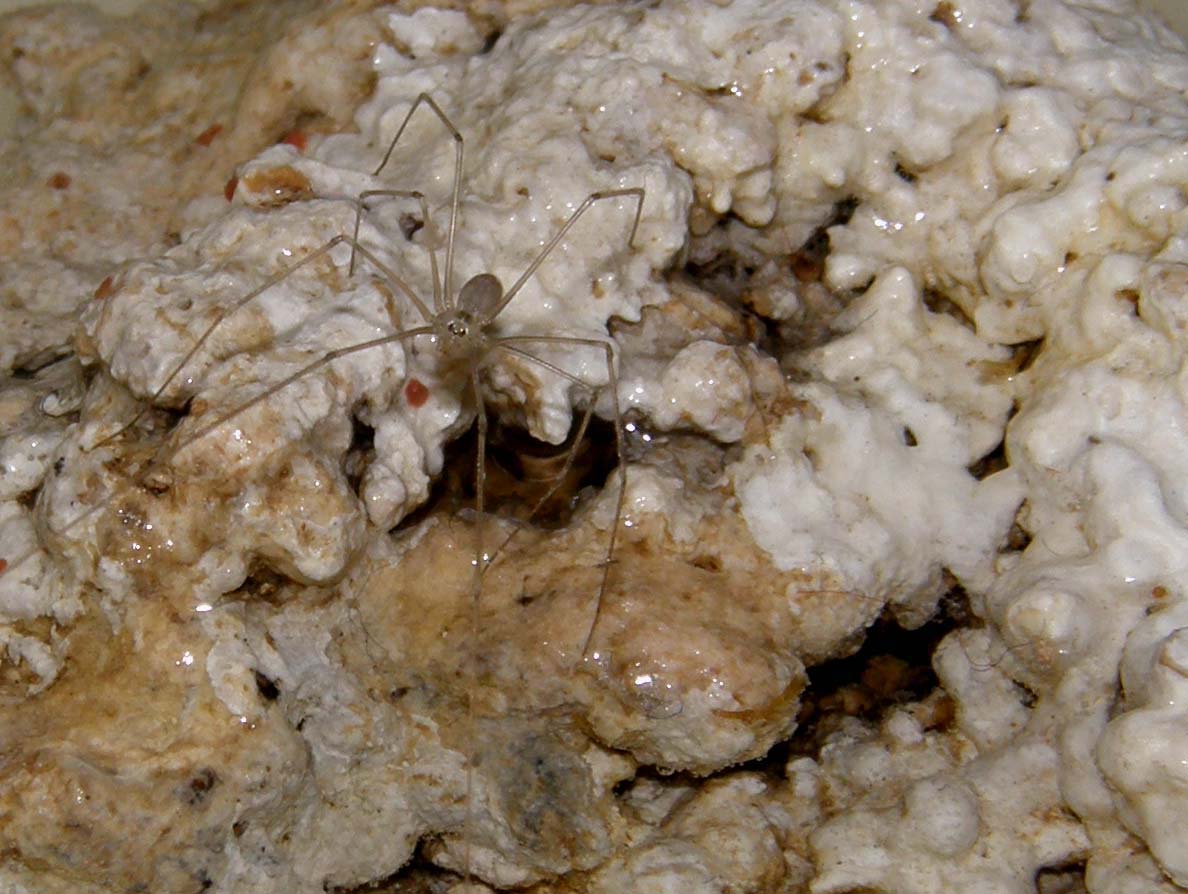 Pholcus sp.