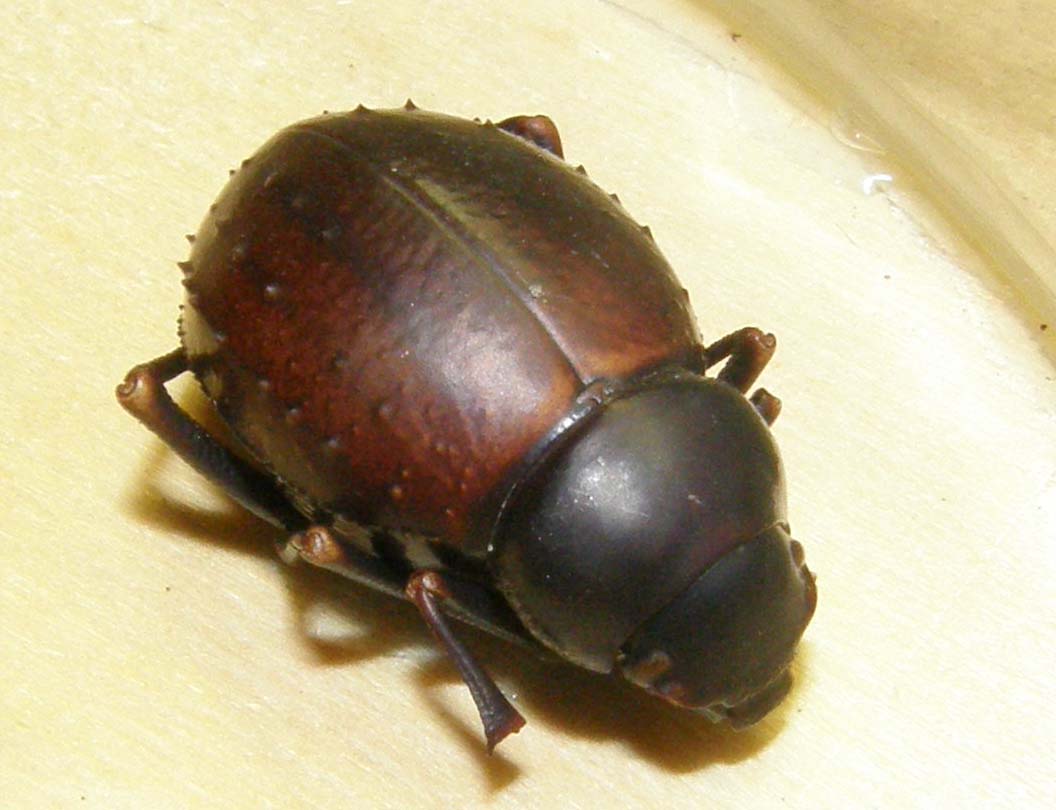 Altro tenebrionide magrebino: Pimelia cfr. consobrina expiata