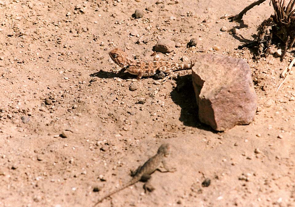 Sauri nordafricani: Trapelus (ex Agama) savignii  e Acanthodactylus busacki