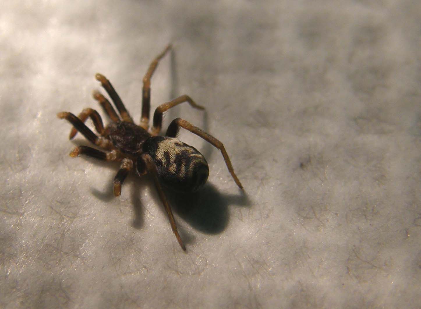 Ancora una Pritha sagittata