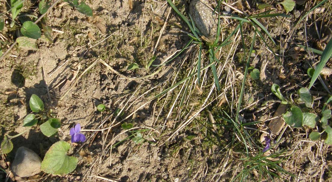 Le prime violette: Viola cfr. odorata (Violaceae)