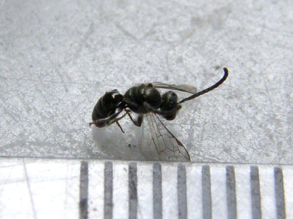 Piccolissimo e...sfortunato: Lasioglossum sp. M (Apidae Halictinae)