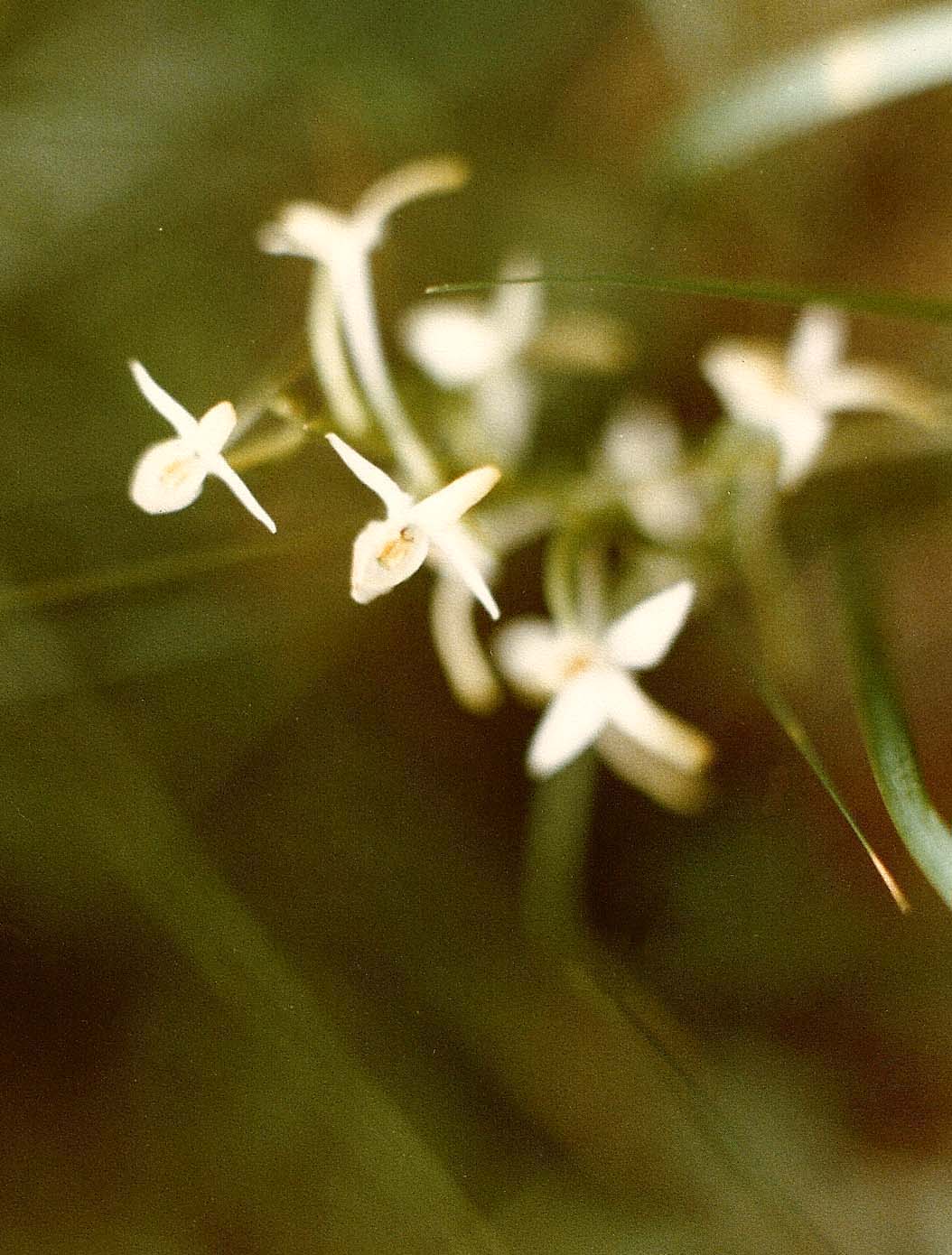 Di nuovo in Valcamonica: G. conopsea e P. bifolia