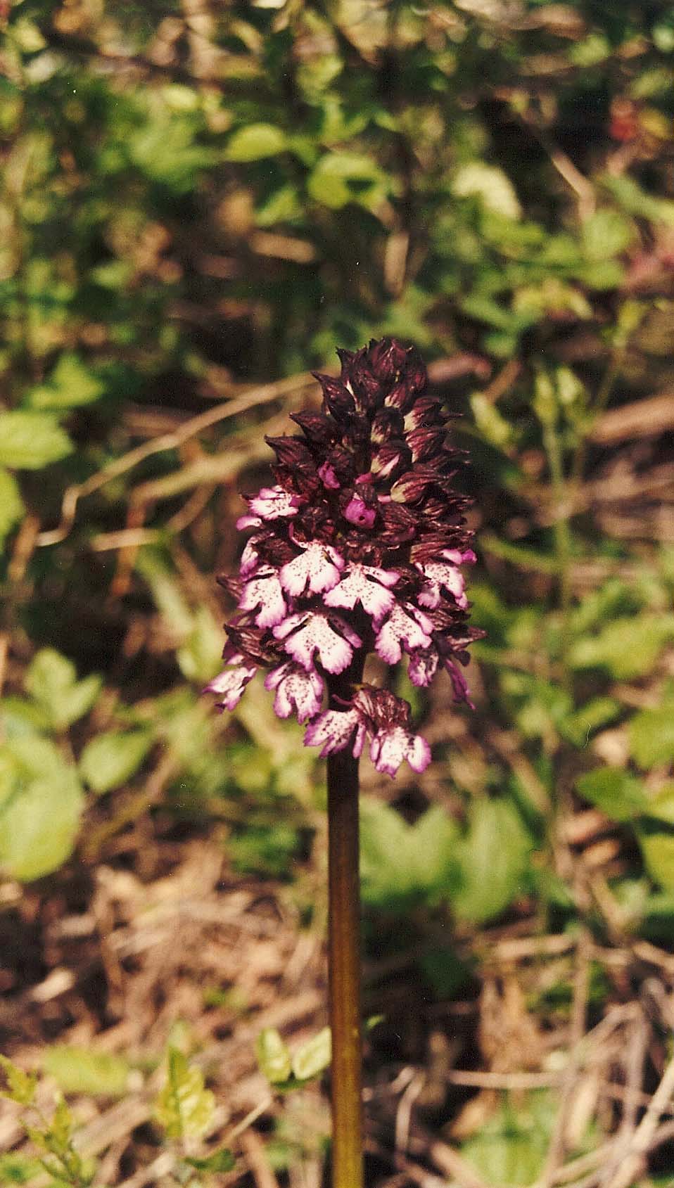 Orchidee abruzzesi