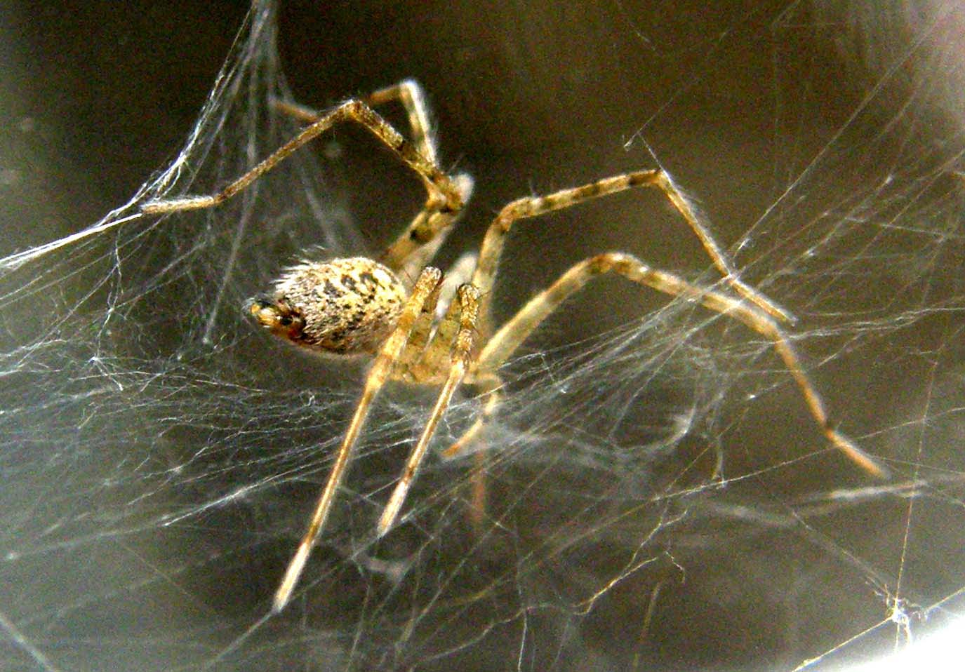 Tegenaria sp.