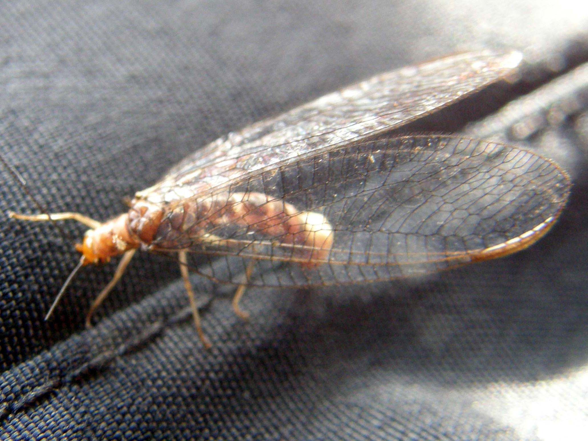 Nothochrysa capitata (Chrysopidae)