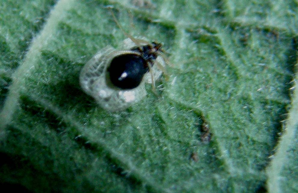 Tingidae da identificare:  Corythucha ciliata