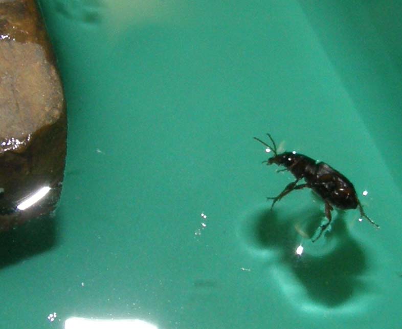 Piccolo Carabidae da identificare - Harpalus affinis