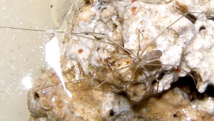 Pholcus sp.