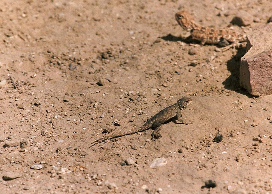 Sauri nordafricani: Trapelus (ex Agama) savignii  e Acanthodactylus busacki