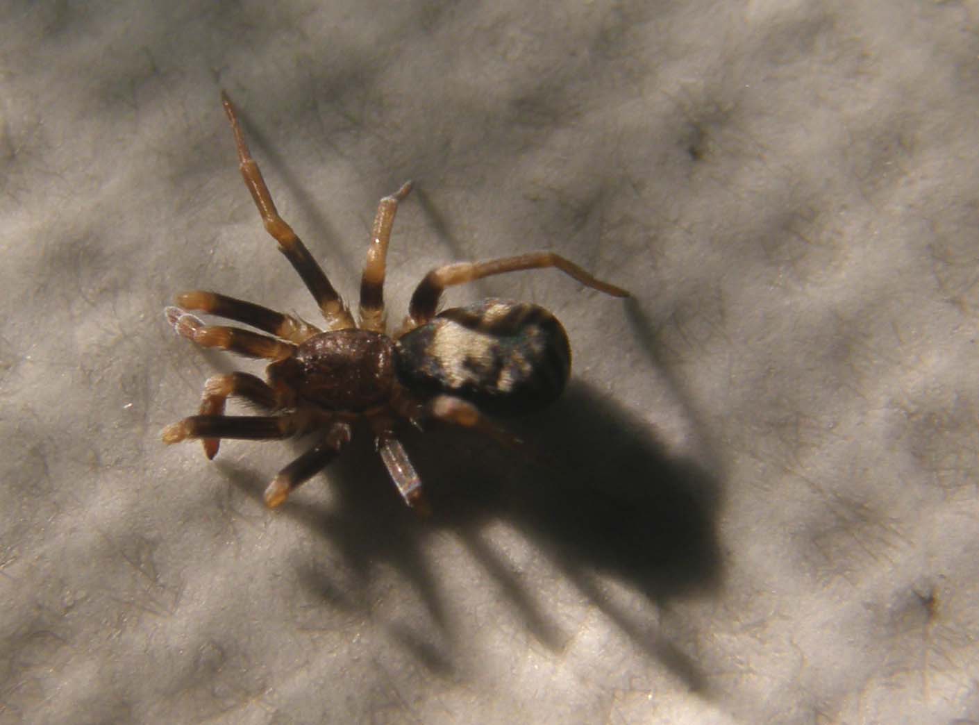 Ancora una Pritha sagittata
