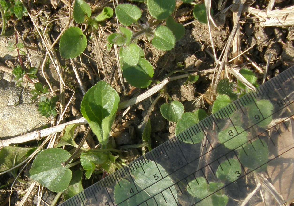 Le prime violette: Viola cfr. odorata (Violaceae)