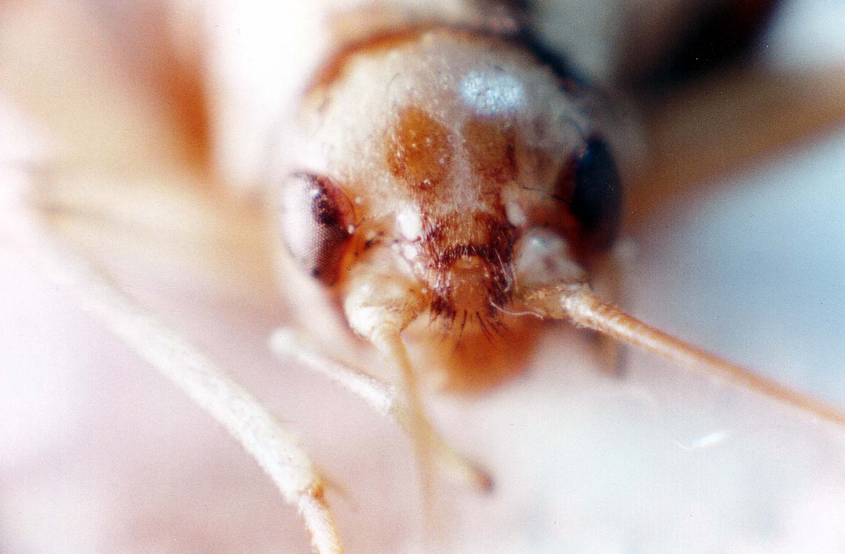 Grillo da identificare: cfr. Gryllomorpha dalmatina
