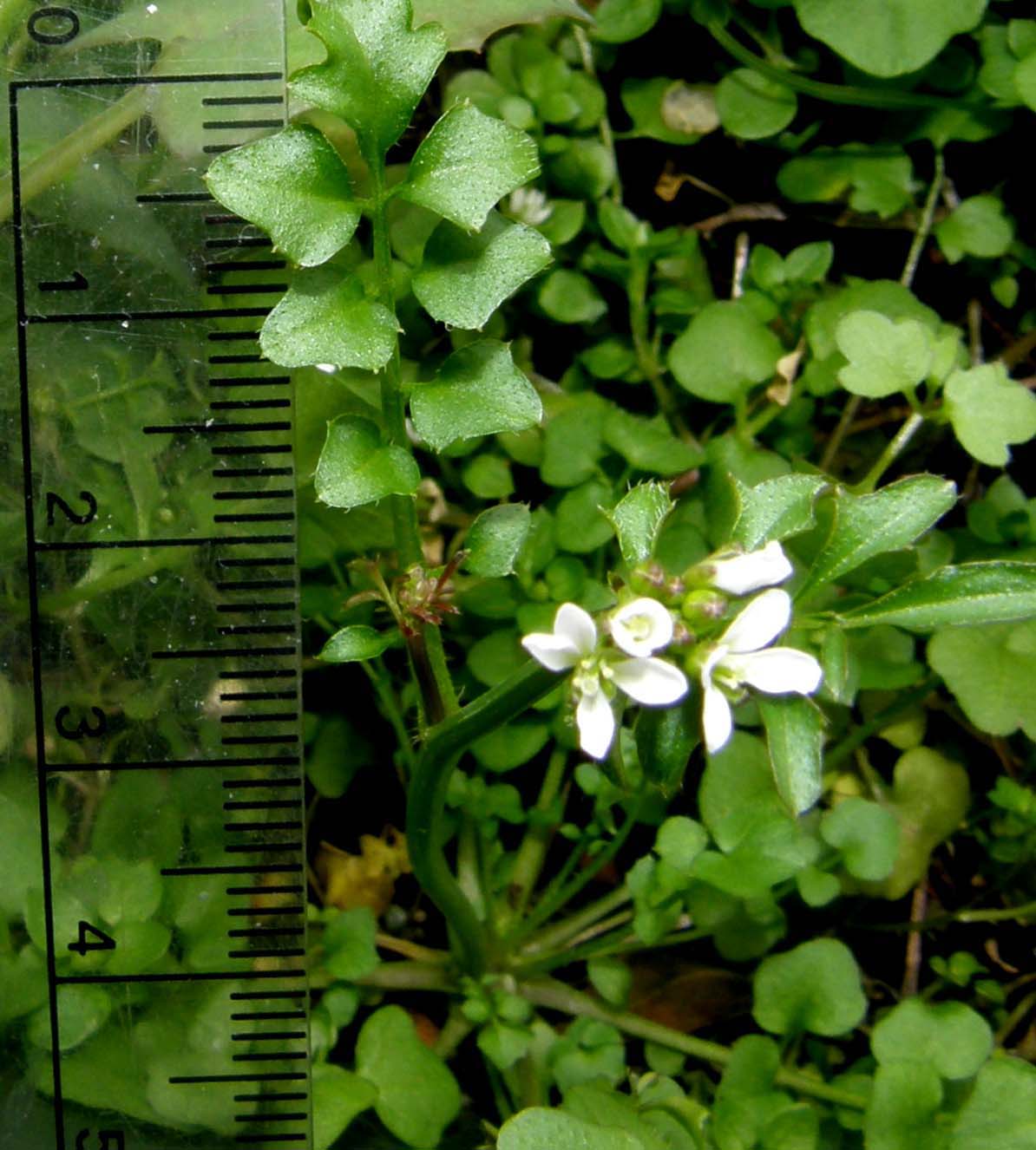 Cardamine hirsuta / Billeri primaticcio