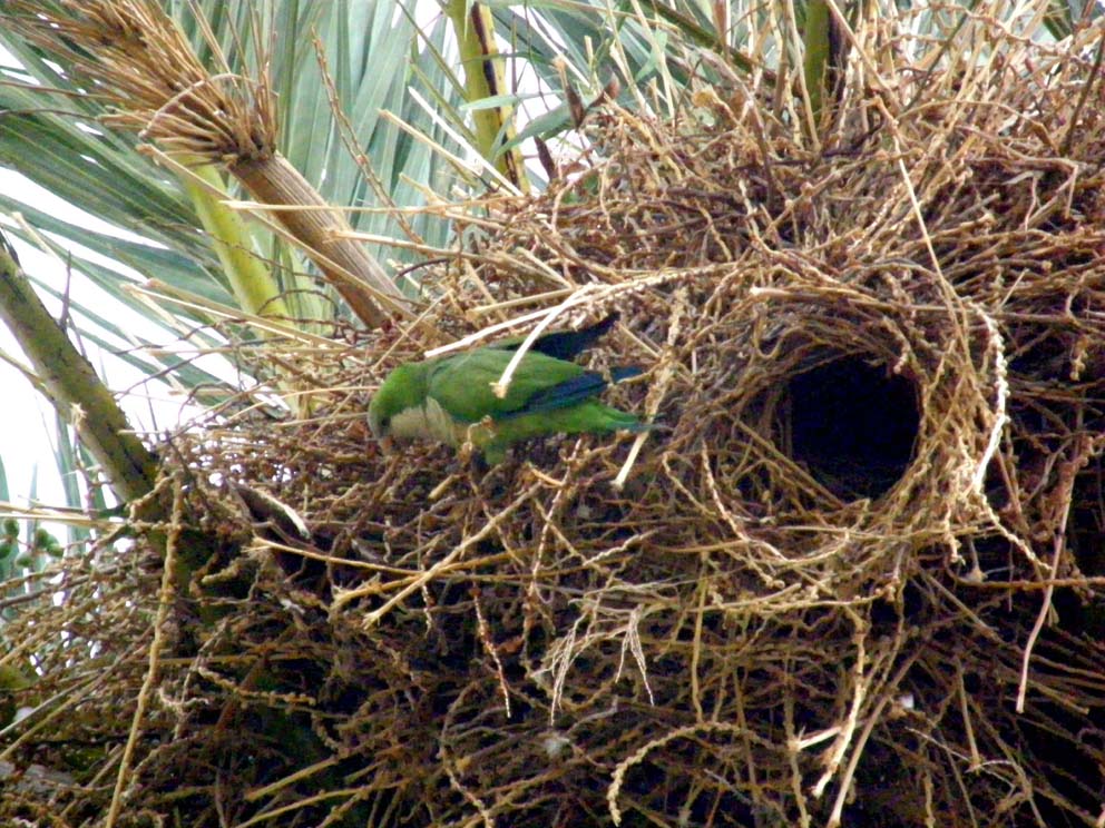 Chiassoso condominio alle Canarie