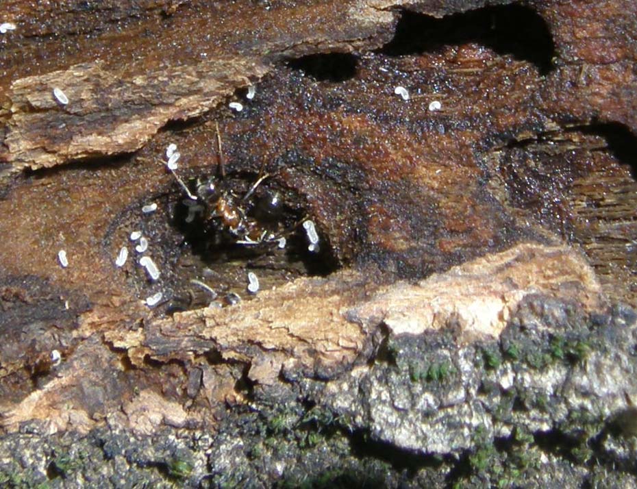 Formicaio nel tronco di un albero - Lasius emarginatus