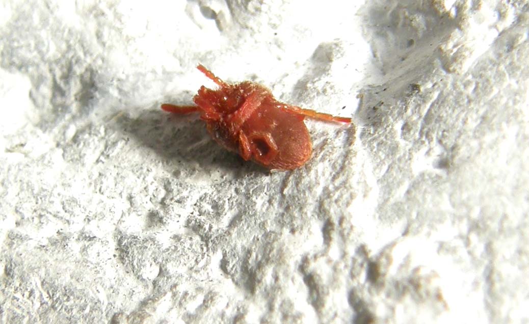 Tanatosi di Acaro Trombididae