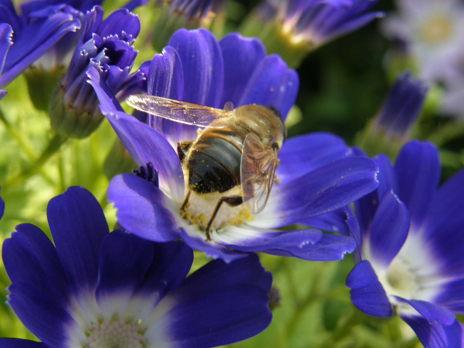 Eristalis tenax F (Syrphidae)