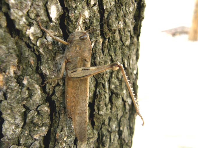 Anacridium aegyptium...mutilato