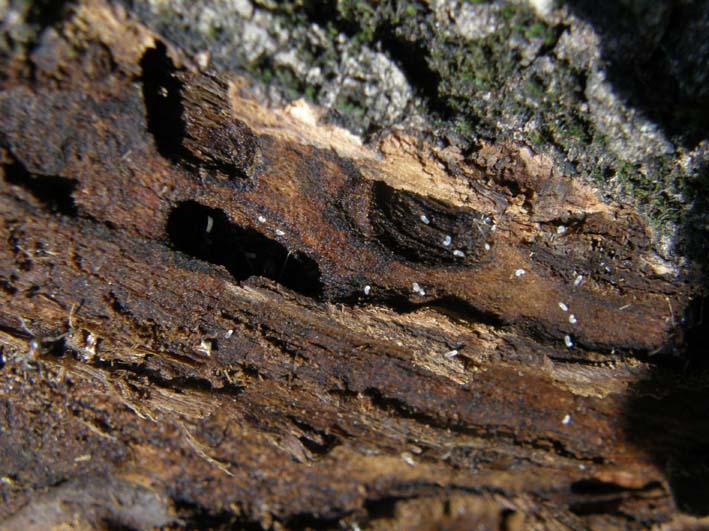 Formicaio nel tronco di un albero - Lasius emarginatus