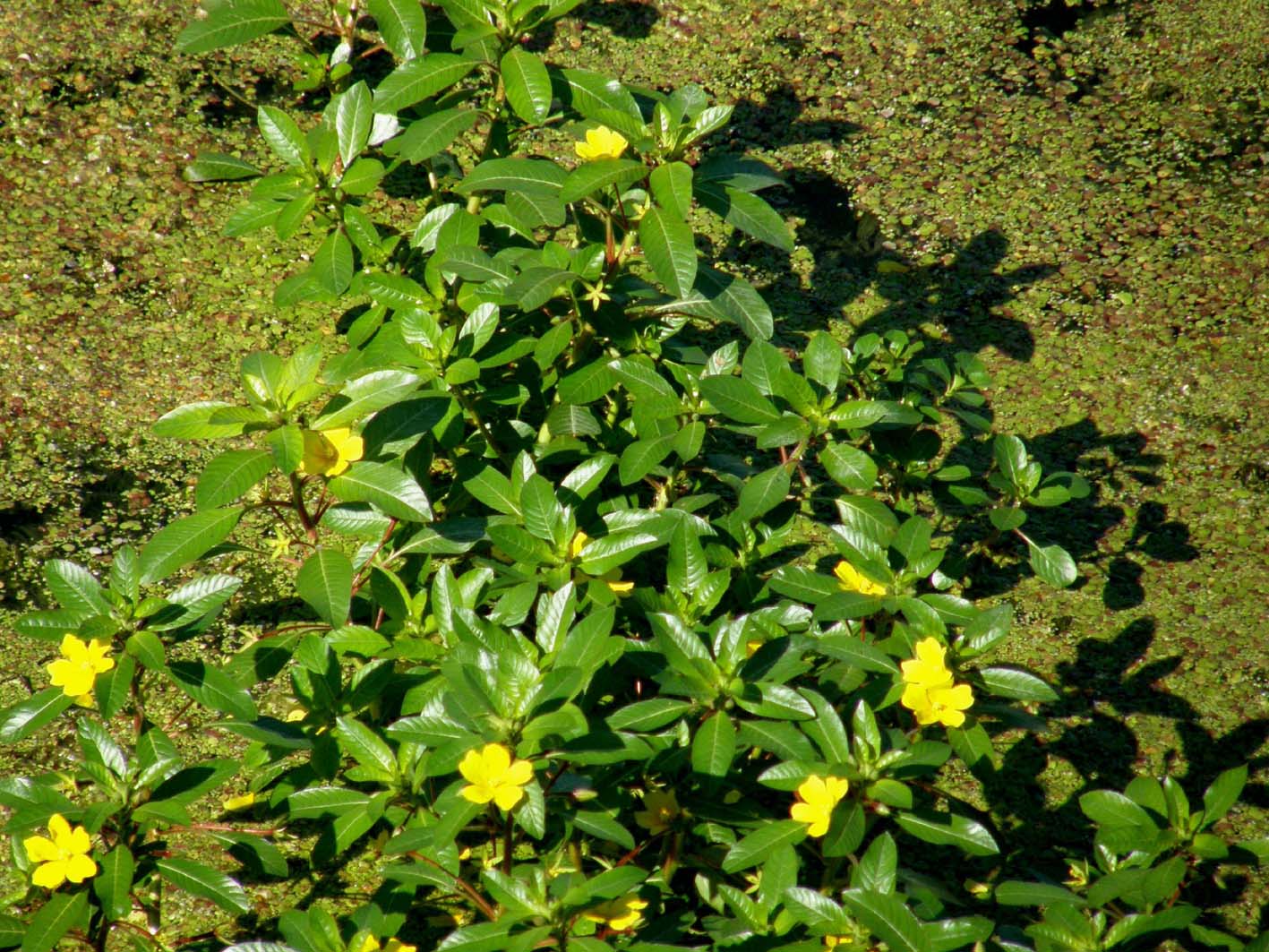 Ludwigia hexapetala / Porracchia a sei petali