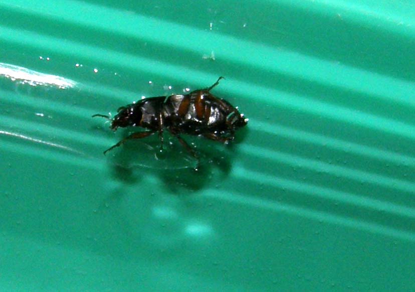 Piccolo Carabidae da identificare - Harpalus affinis