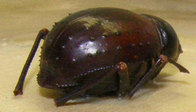 Altro tenebrionide magrebino: Pimelia cfr. consobrina expiata