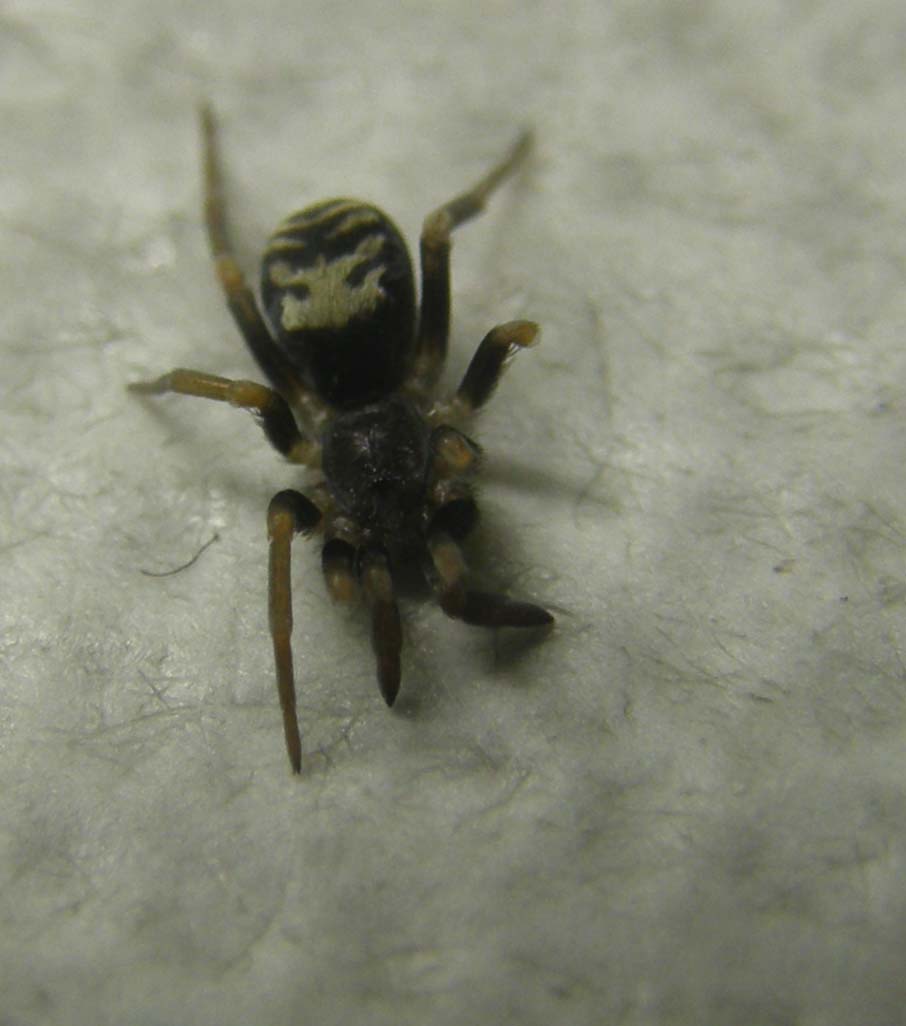 Ancora una Pritha sagittata