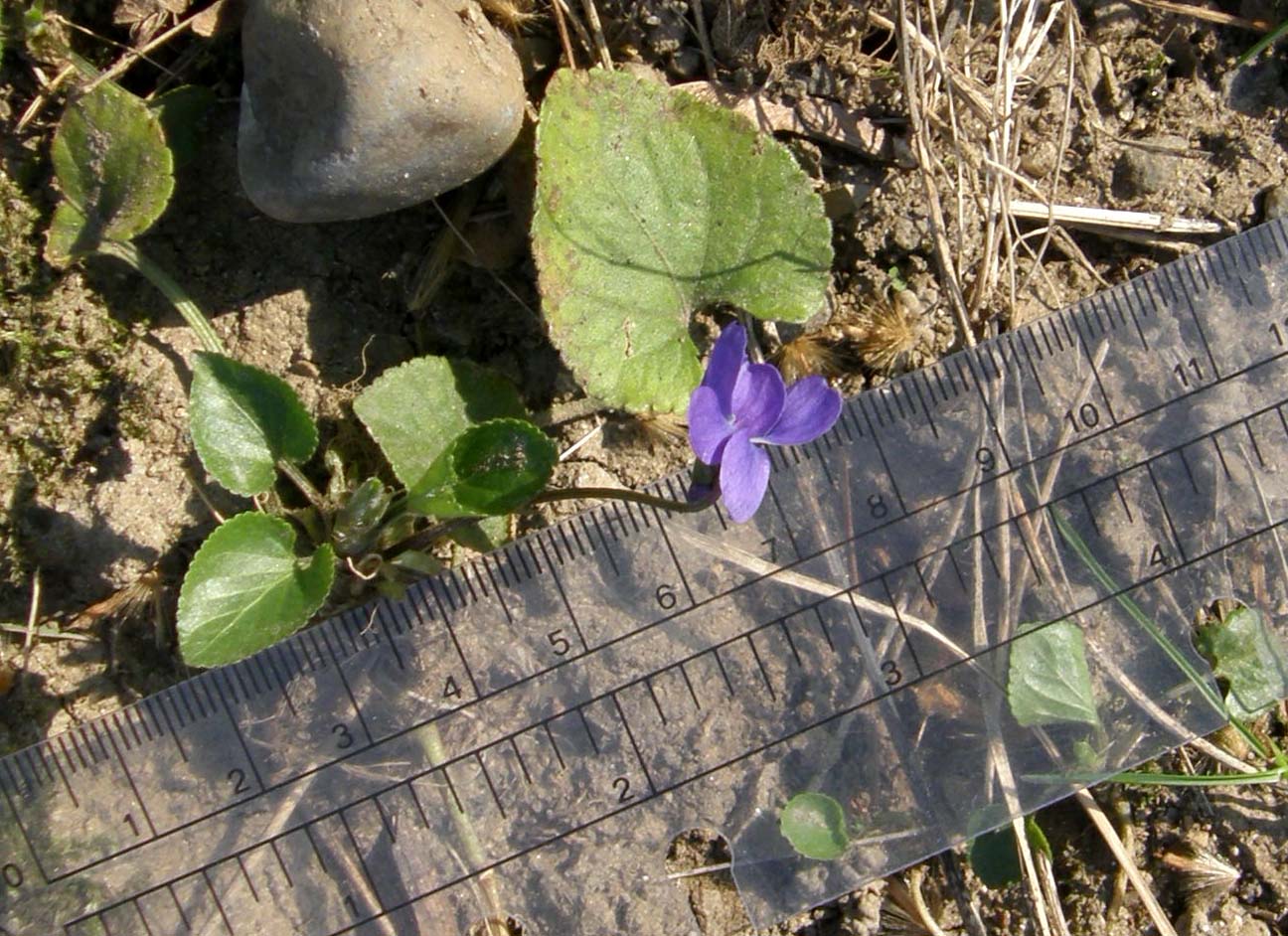 Le prime violette: Viola cfr. odorata (Violaceae)