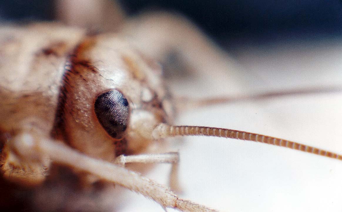 Grillo da identificare: cfr. Gryllomorpha dalmatina