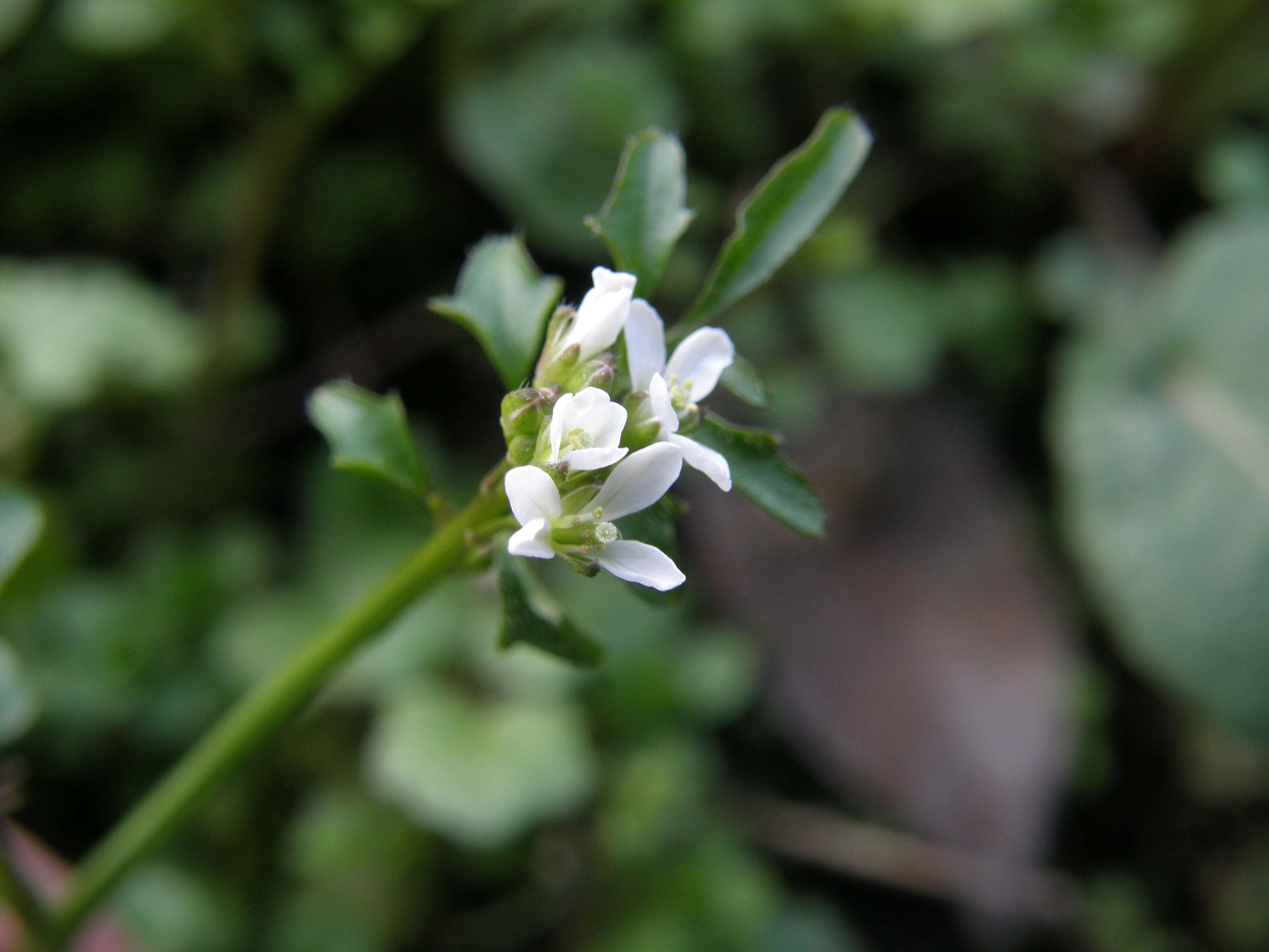 Cardamine hirsuta / Billeri primaticcio