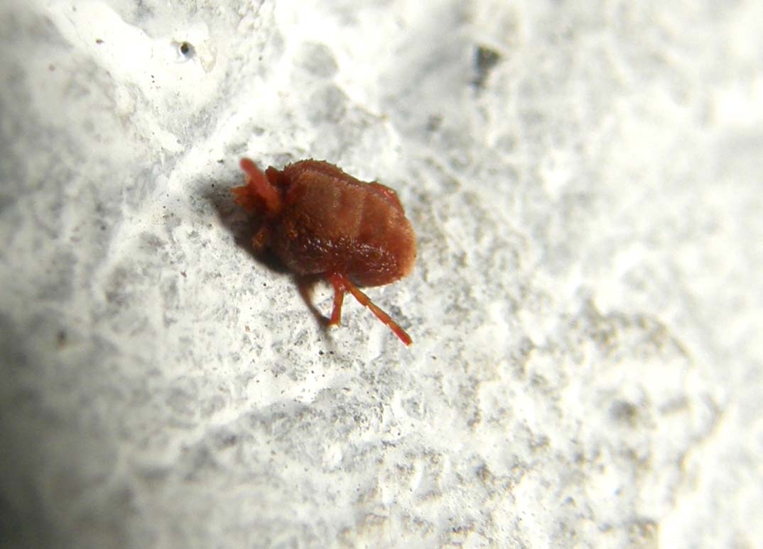 Tanatosi di Acaro Trombididae