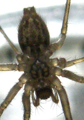 Tegenaria sp.