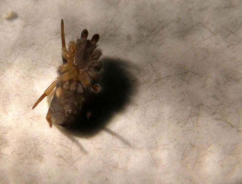 Ancora una Pritha sagittata