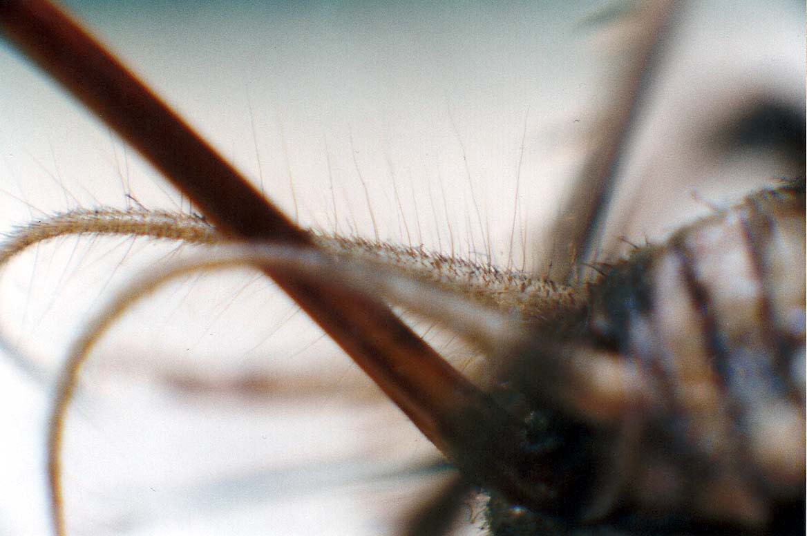 Grillo da identificare: cfr. Gryllomorpha dalmatina