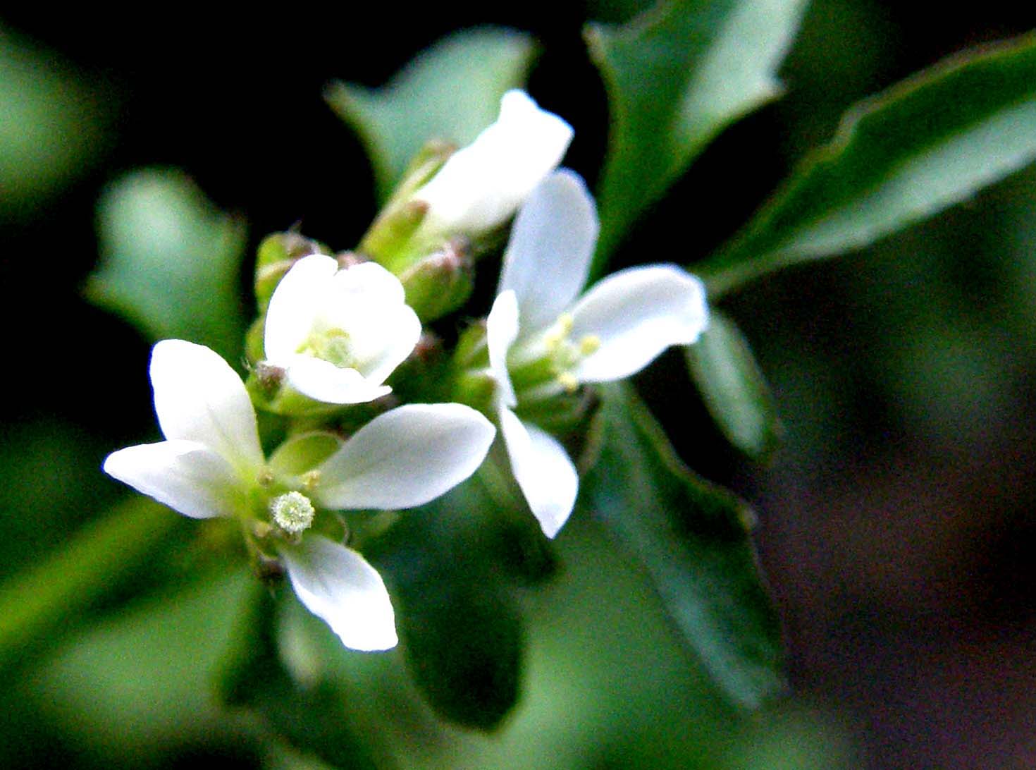 Cardamine hirsuta / Billeri primaticcio