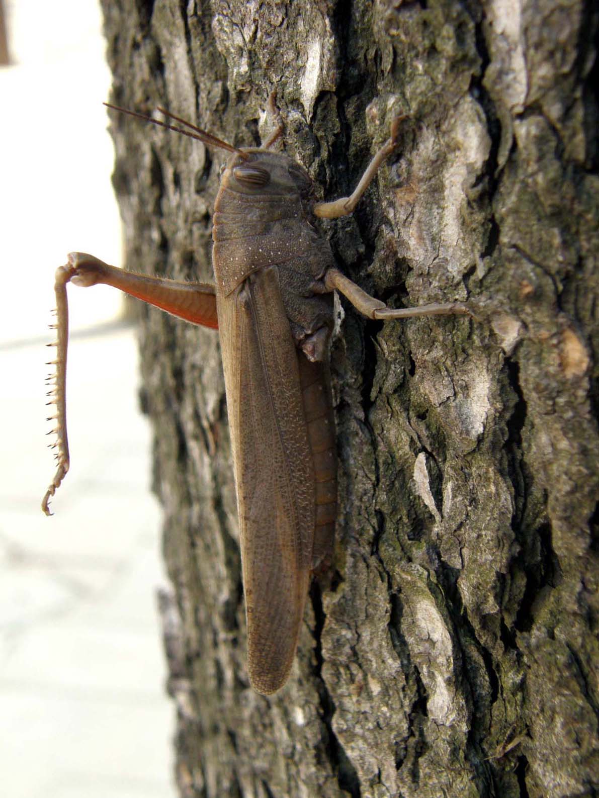 Anacridium aegyptium...mutilato