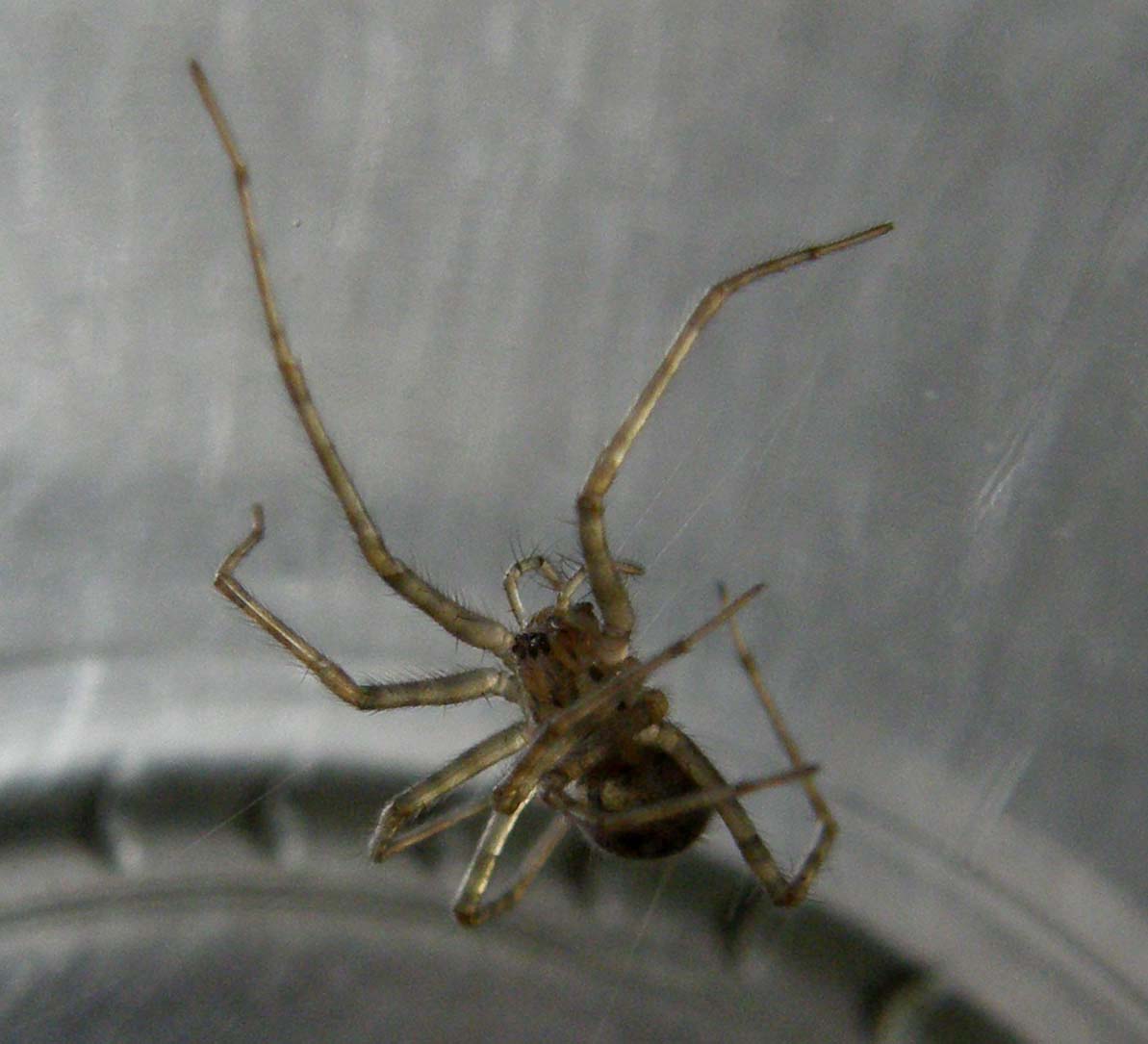 Tegenaria sp.