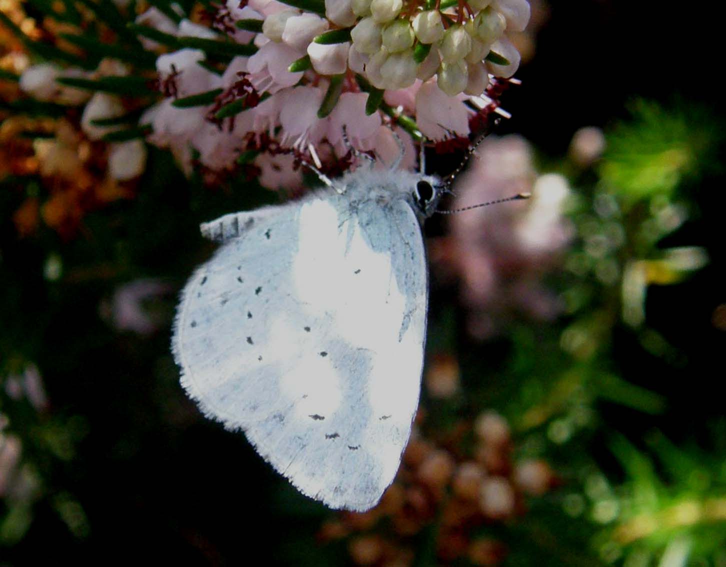 Altre due farfalle da identificare