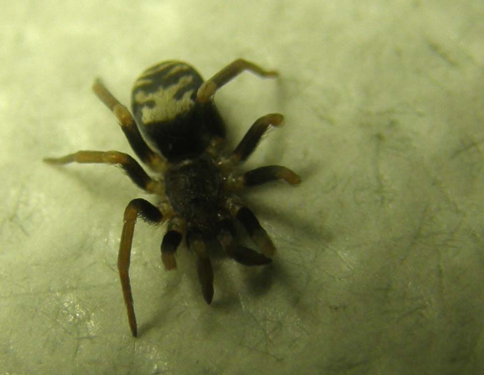 Ancora una Pritha sagittata