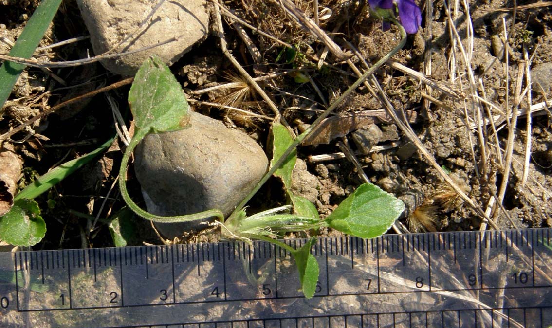 Le prime violette: Viola cfr. odorata (Violaceae)